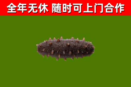 宜阳烟酒回收干海参.jpg